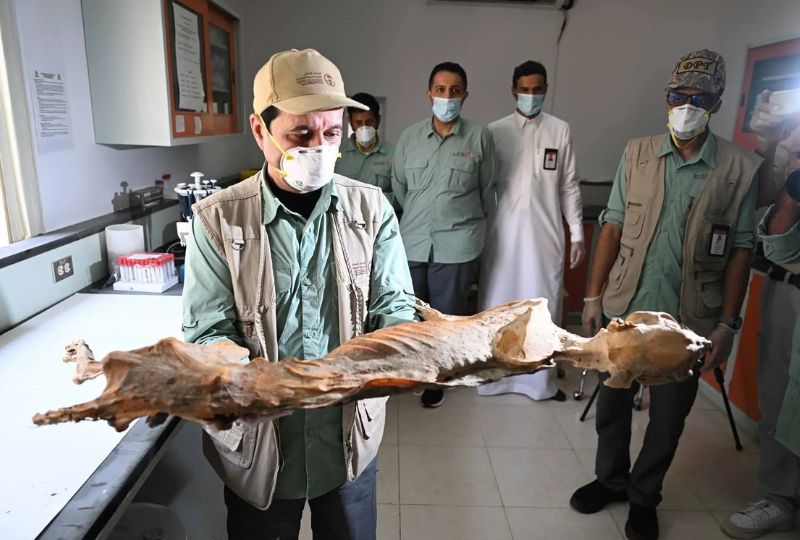 Ancient mummified cheetahs discovered in Saudi caves